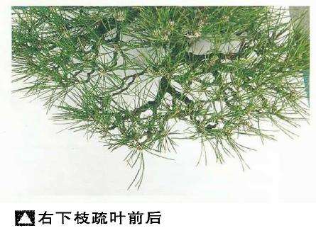 图解 黑松盆景怎么二次切芽的5个步骤