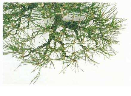 图解 黑松盆景怎么二次切芽的5个步骤