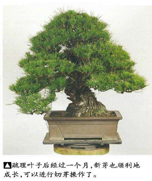 图解 黑松盆景怎么二次切芽的5个步骤