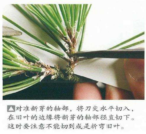 图解 黑松盆景怎么切芽的基本操作