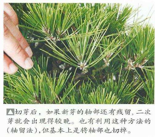 图解 黑松盆景怎么切芽的基本操作