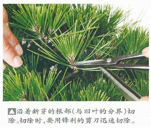 图解 黑松盆景怎么切芽的基本操作