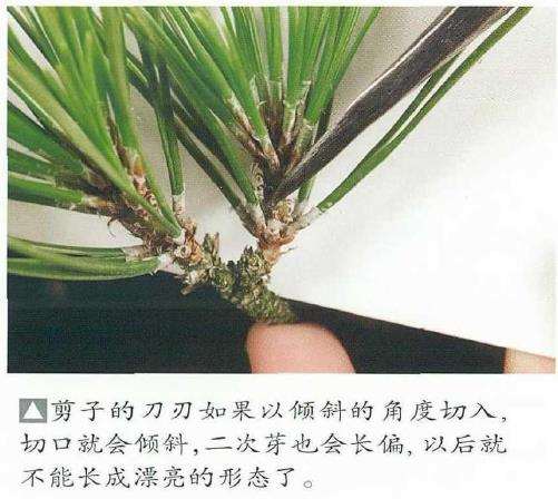 图解 黑松盆景怎么切芽的基本操作