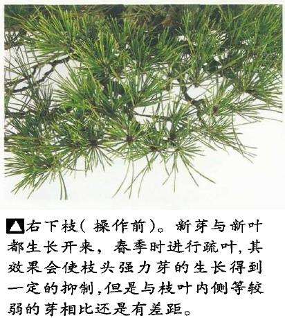图解 黑松盆景怎么切芽的基本操作