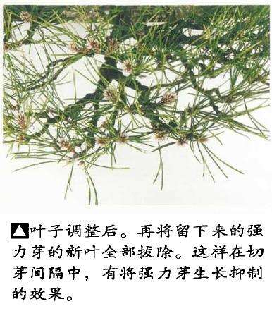 图解 黑松盆景怎么切芽的基本操作