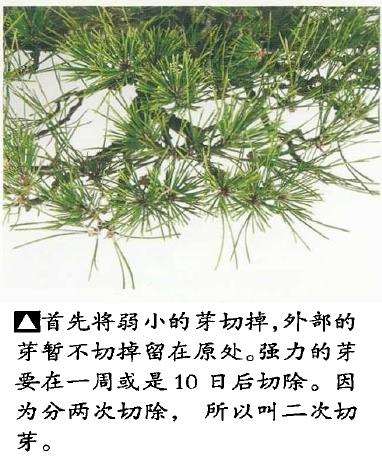 图解 黑松盆景怎么切芽的基本操作