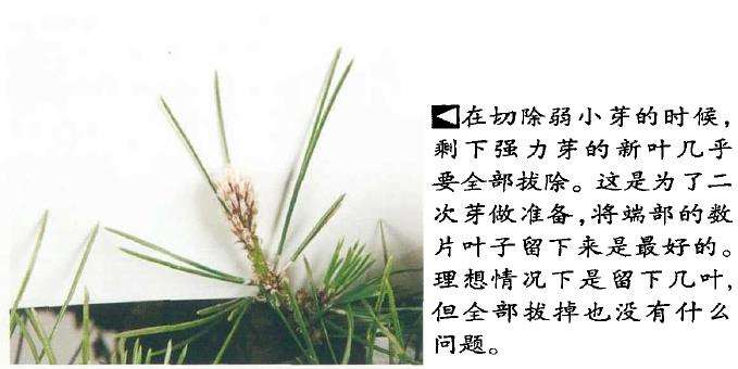图解 黑松盆景怎么切芽的基本操作