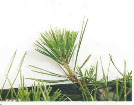 图解 黑松盆景怎么切芽的基本操作