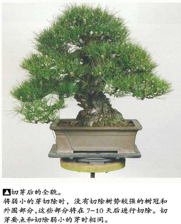 图解 黑松盆景怎么切芽的基本操作