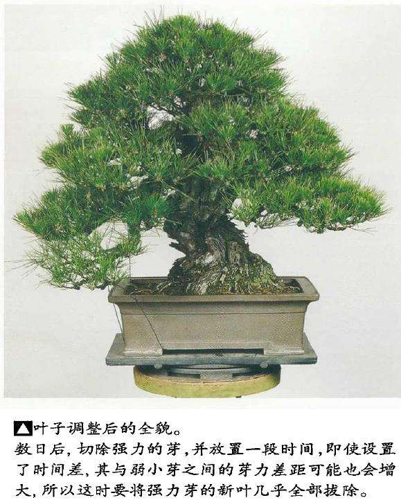 图解 黑松盆景怎么切芽的基本操作