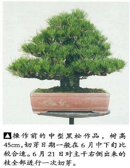 图解 黑松盆景切芽早晚带来的叶长变化