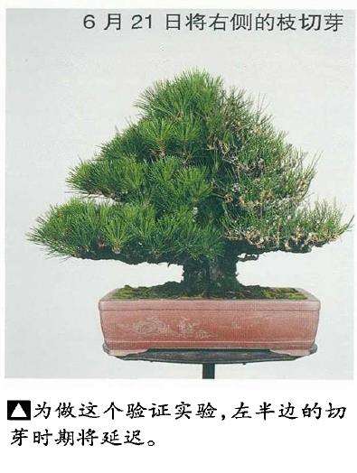 图解 黑松盆景切芽早晚带来的叶长变化