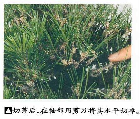 图解 黑松盆景切芽早晚带来的叶长变化