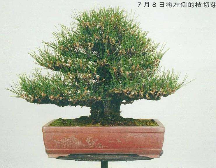 图解 黑松盆景切芽早晚带来的叶长变化