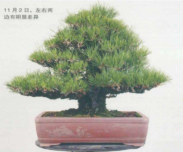 图解 黑松盆景切芽早晚带来的叶长变化