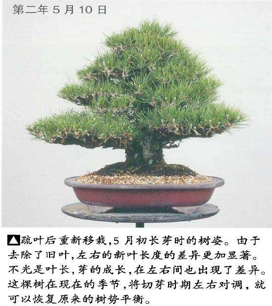 图解 黑松盆景切芽早晚带来的叶长变化
