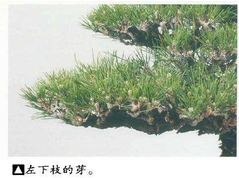 图解 黑松盆景切芽早晚带来的叶长变化