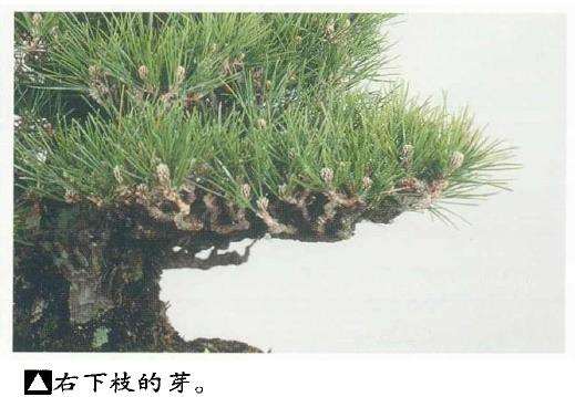 图解 黑松盆景切芽早晚带来的叶长变化