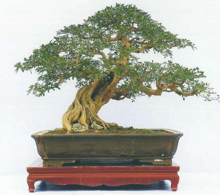 盆景树冠怎么过渡处理的5个方法 图片