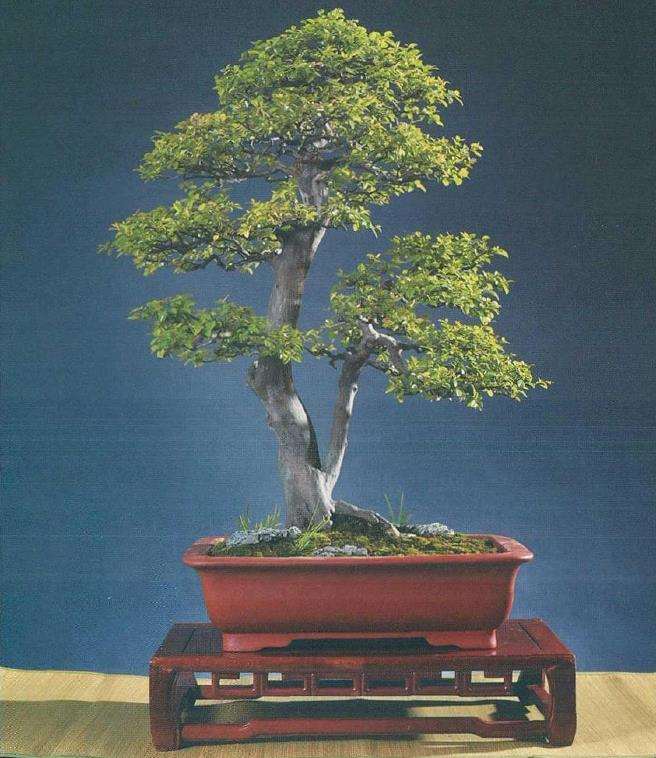 盆景树冠怎么过渡处理的5个方法 图片