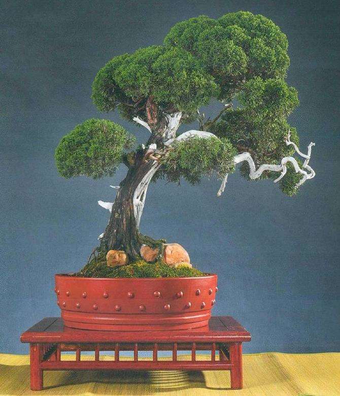 盆景树冠怎么过渡处理的5个方法 图片