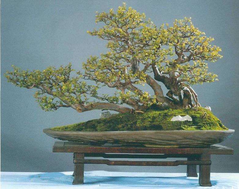 盆景树冠怎么过渡处理的5个方法 图片