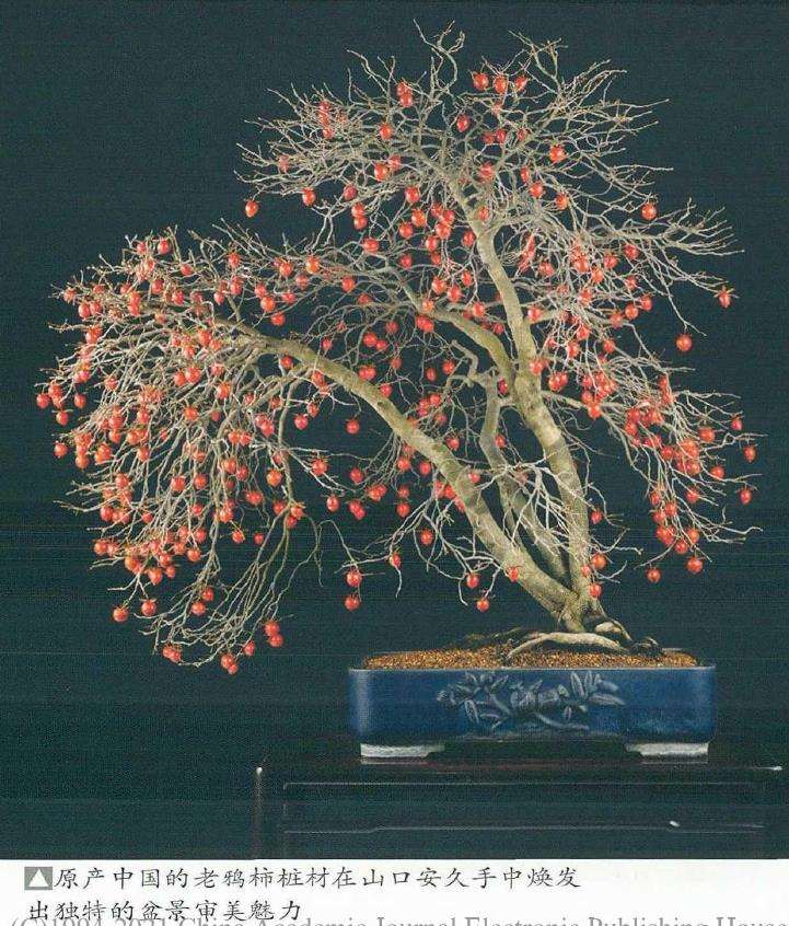 老鸦柿盆景怎么创作审美