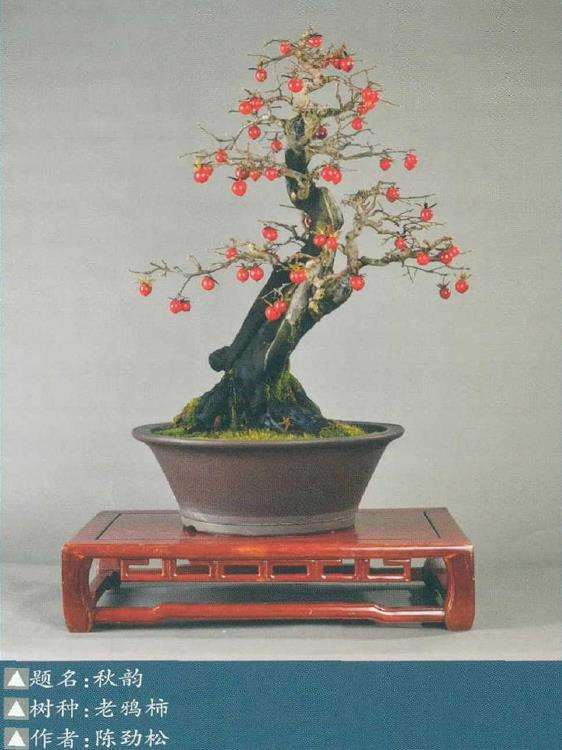 老鸦柿盆景怎么创作审美