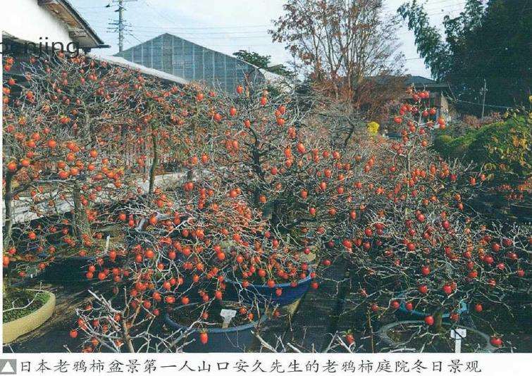 老鸦柿盆景怎么创作审美