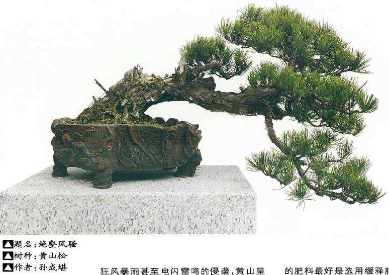 黄山松盆景病虫害怎么防治