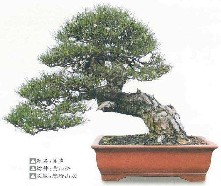 黄山松盆景的养护环境有哪些 图片