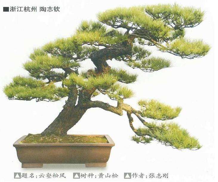 黄山松盆景的养护环境有哪些 图片