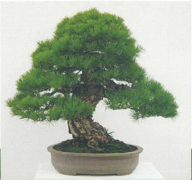 中国盆景展在上海龙华寺盛大开幕