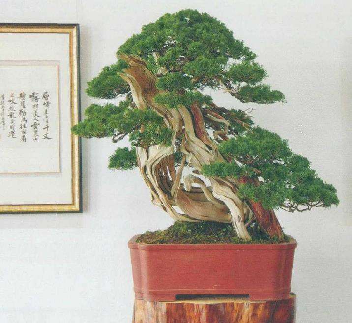 中国盆景展在上海龙华寺盛大开幕