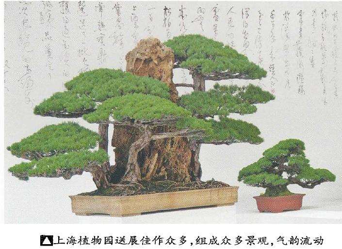 中国盆景展在上海龙华寺盛大开幕