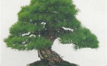 中国盆景展在上海龙华寺盛大开幕