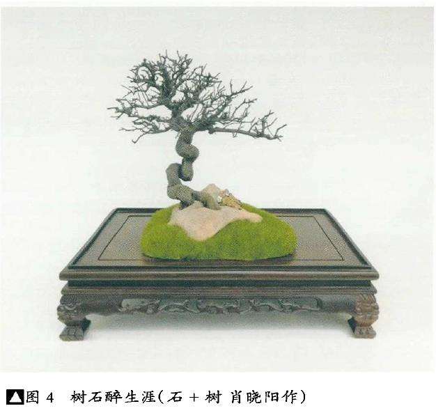 案景与盆景的2个联系区别 图片