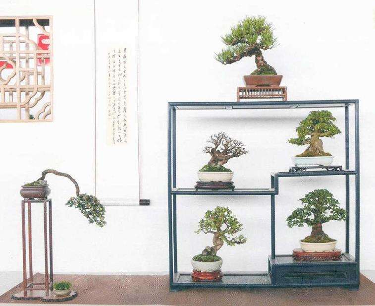 如皋小微盆景基地拉开帷幕