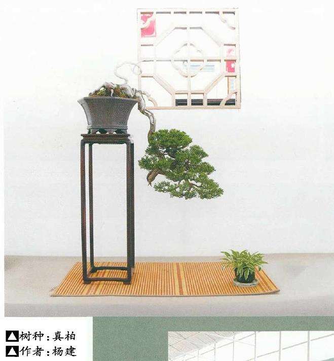 如皋小微盆景基地拉开帷幕