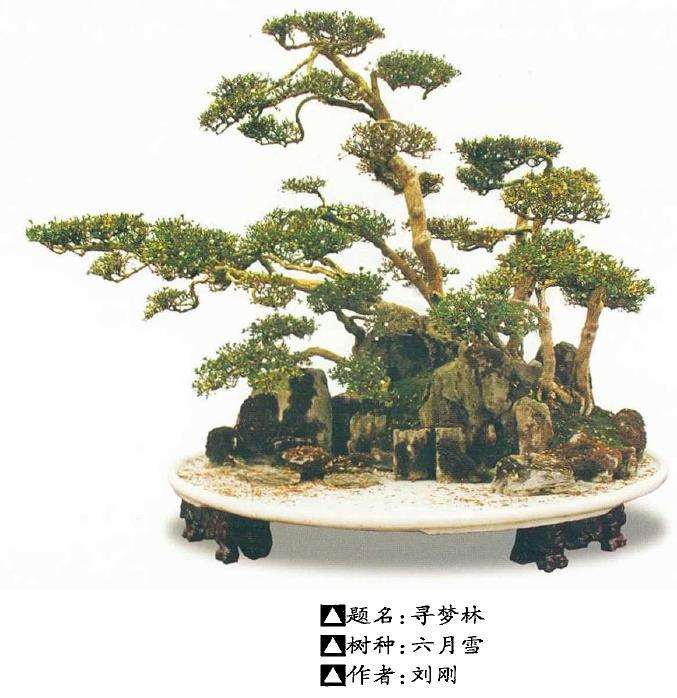 六月雪制作盆景的4个优点