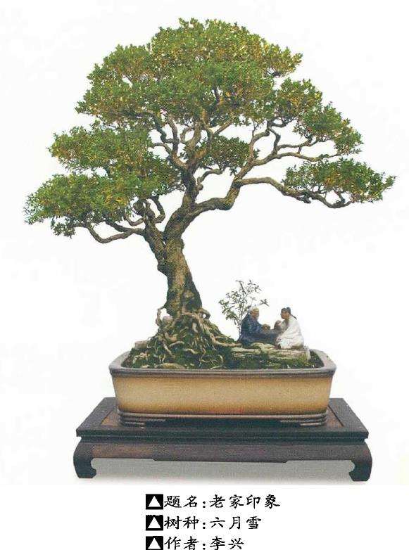 六月雪制作盆景的4个优点