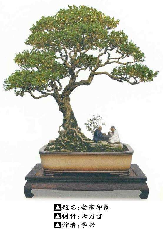 六月雪盆景桩材怎么造型