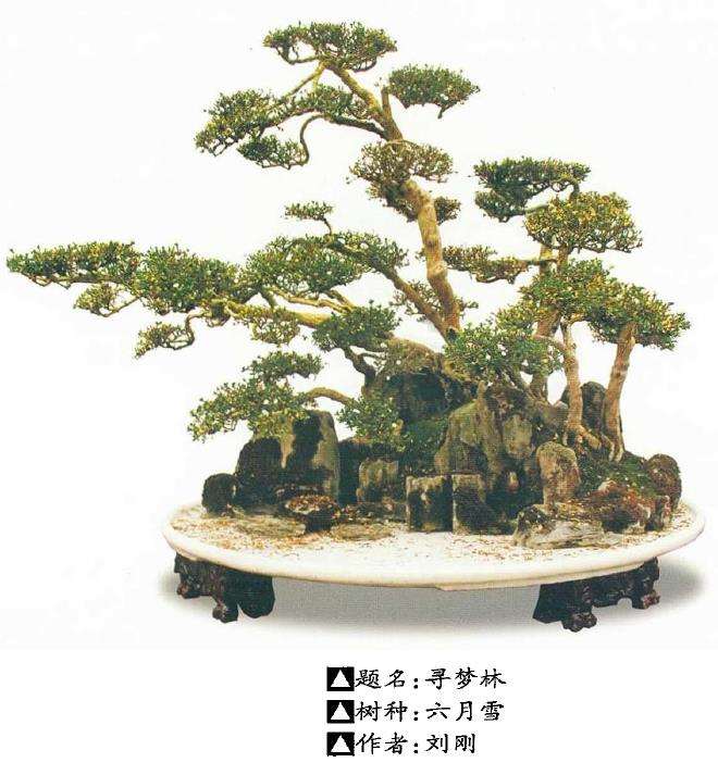 六月雪盆景的养护