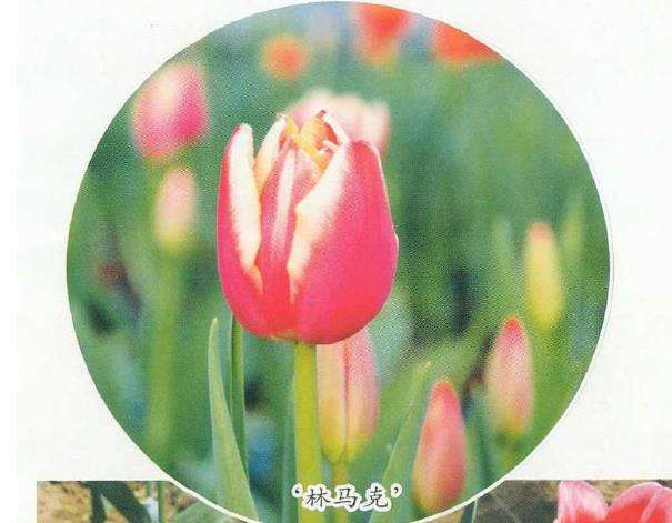 世界郁金香种球现状 发展趋势