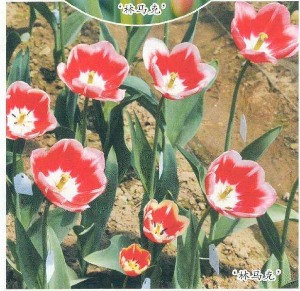 世界郁金香种球现状 发展趋势