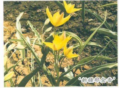 郁金香种质资源与品种培育