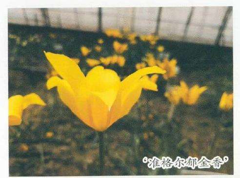 郁金香种质资源与品种培育