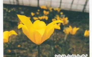 郁金香种质资源与品种培育 图片