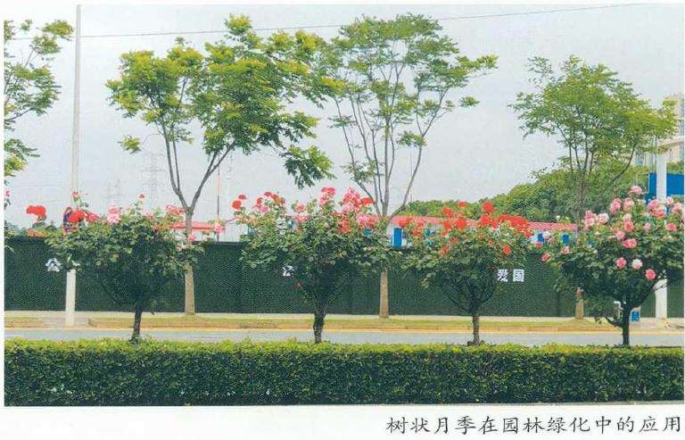 树状月季怎么砧木扦插的3个方法 图片