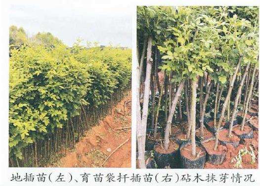 树状月季砧木品种怎么选择